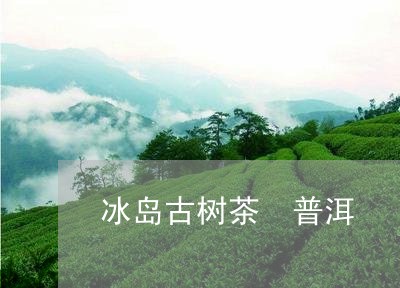 冰岛古树茶 普洱/2023033043272